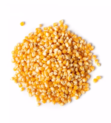 Maíz amarillo importado
